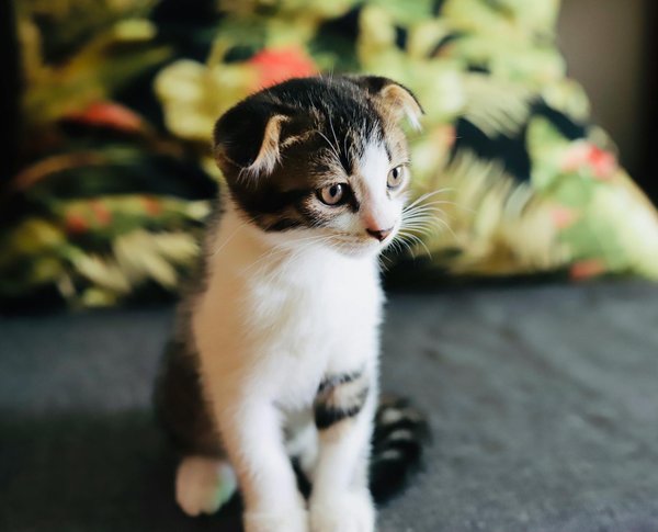 Comment gérer votre peur des arachnides