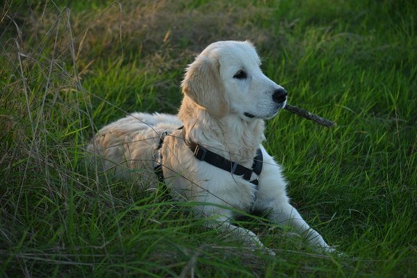 Tout savoir sur le nom des chiens de berger et leurs races