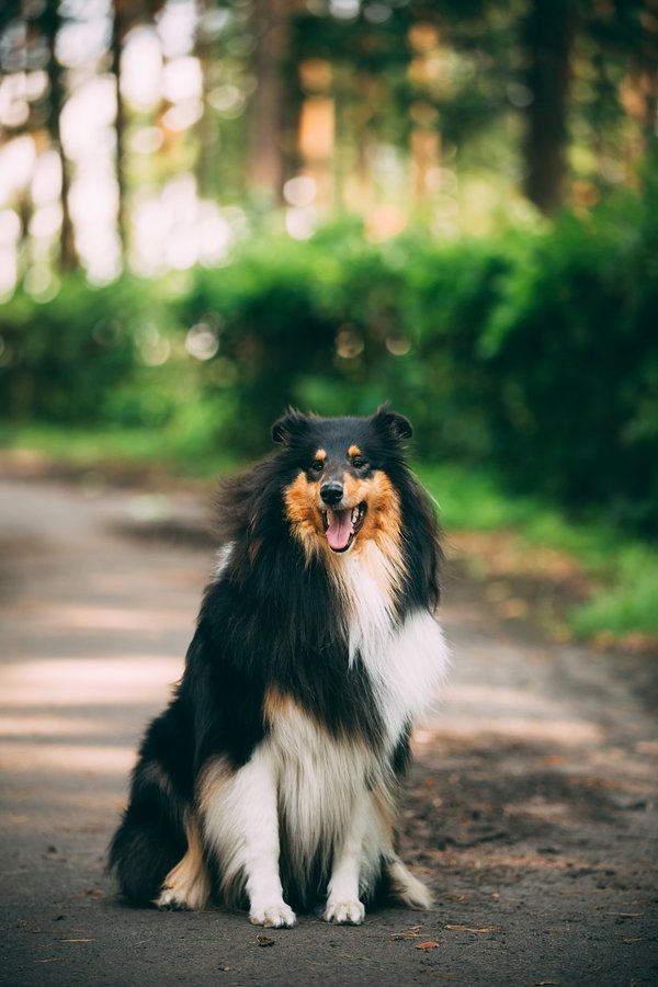 Tout savoir sur le chien à long poil : conseils et soins