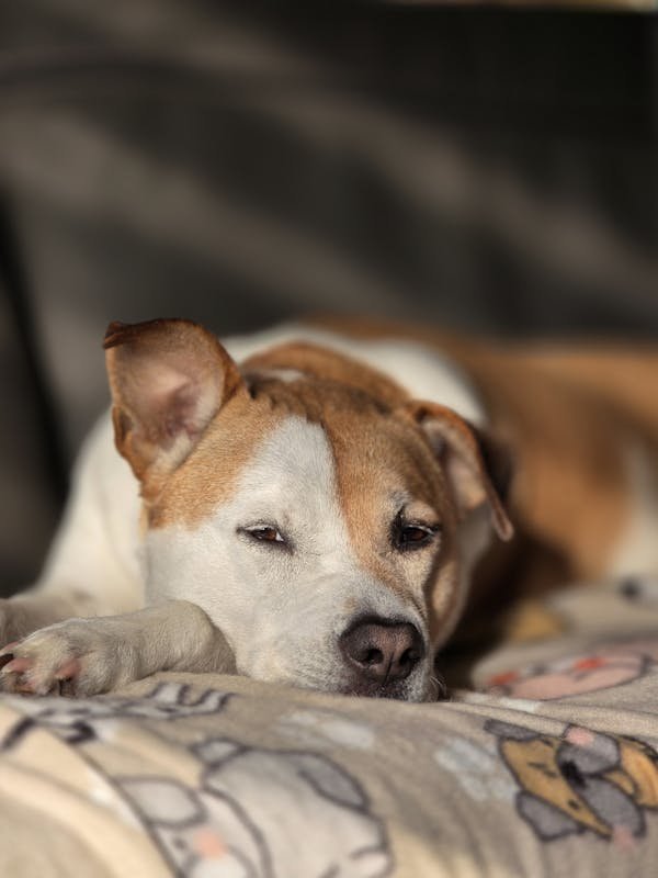 Pommade cicatrisante pour chien : l'allié des petites blessures